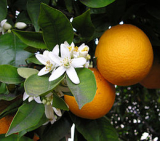 Bio Narancs 1-3(import) (Erdődi Biokertészet)