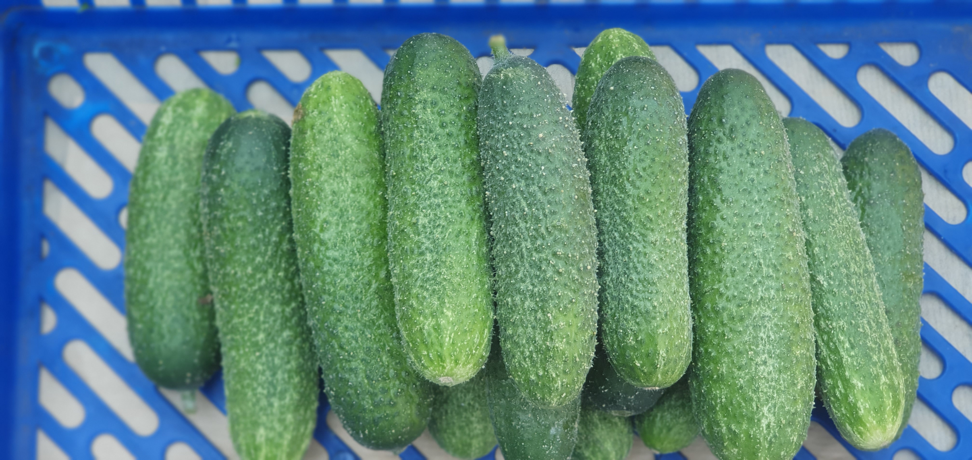 Bio uborka fürtös (Erdődi Biogazdaság)