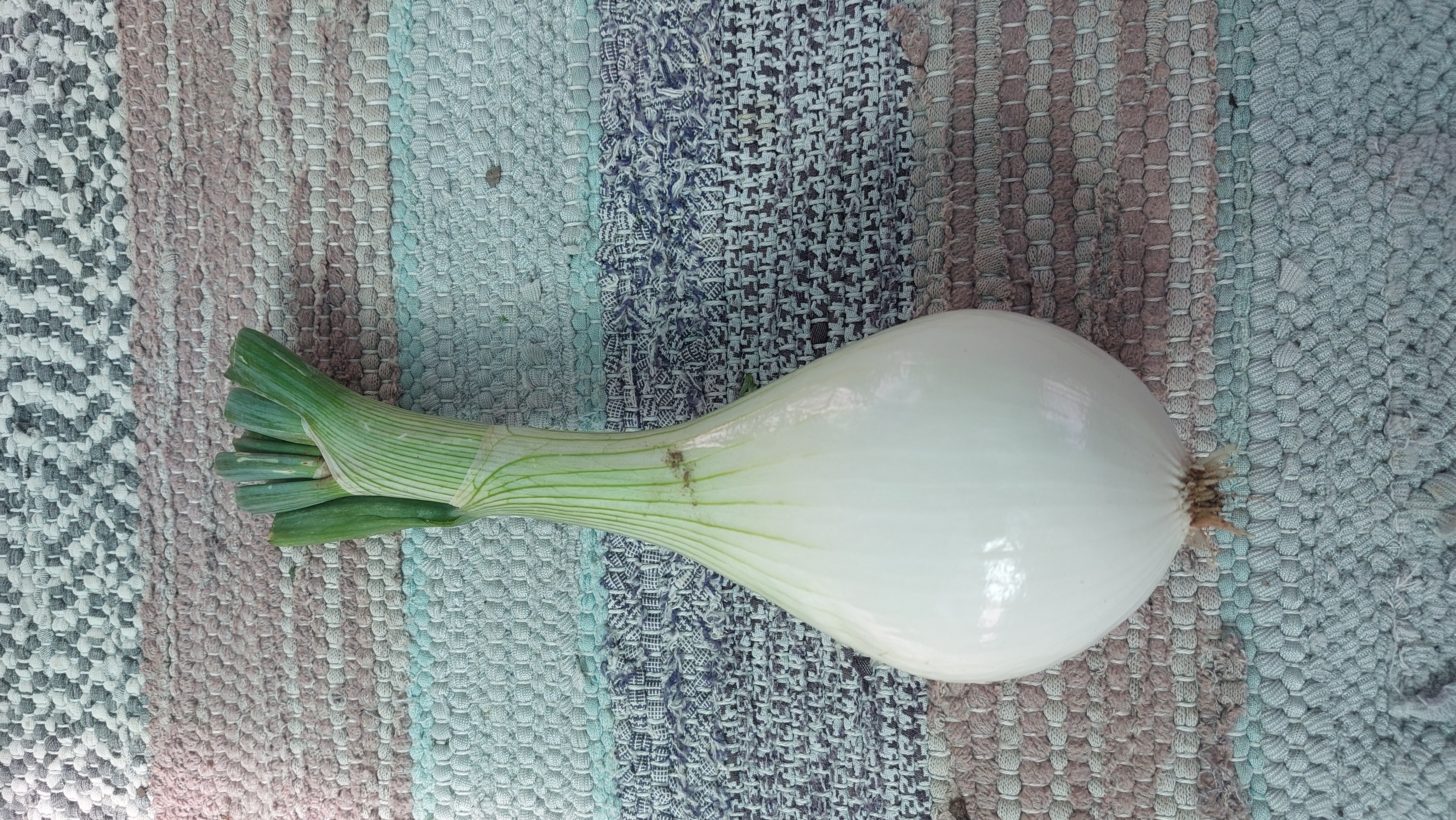 Bio Hagyma édes Gránó kb 1kg/db (Erdődi Biogazdaság)