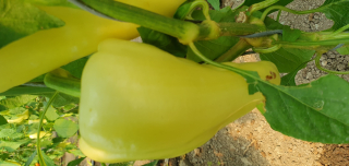 Bio Tv paprika, darabos (Erdődi Biogazdaság) 
