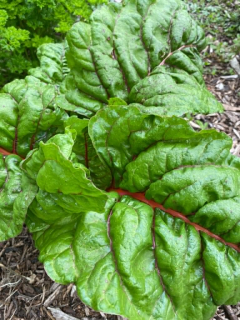 Bio mángold csokor (Kossuthutcanyolc)