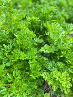  Bio pertrezselyem zöld csokor (Kossuthutcanyolc) 