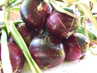 BIO Lila hagyma (Kossuthutcanyolc) 