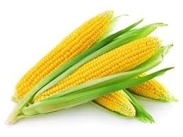 Bio csemege kukorica (Erdődi Biokertészet)