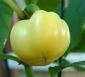 Bio csípős almapaprika (Erdődi Biokertészet)